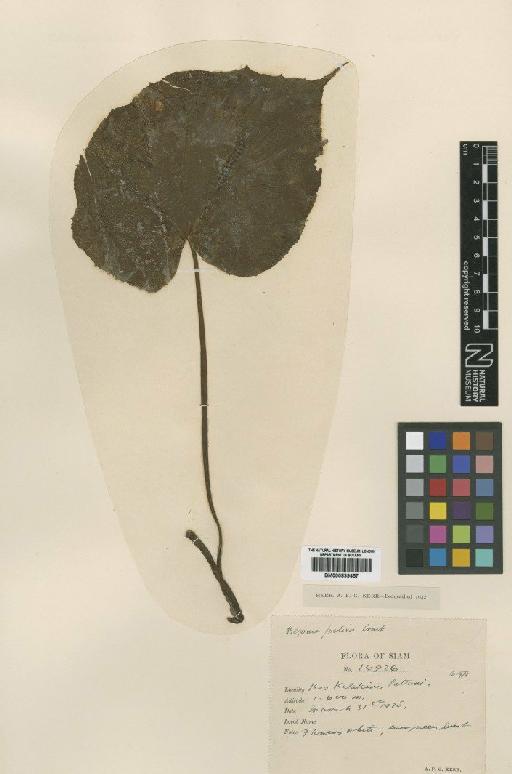 Begonia prolixa Craib - BM000839457