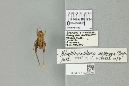 Rhaphidophora oophaga Chopard, 1959 - 012496516_72106_85614