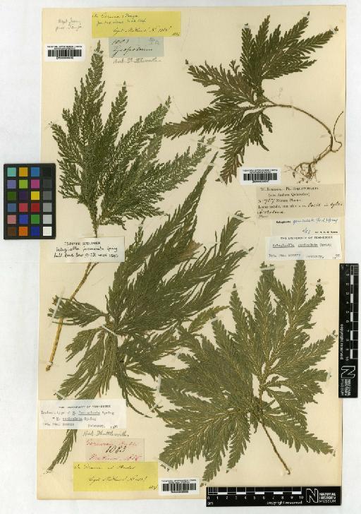Selaginella geniculata (C.Presl) Spring - 000936567