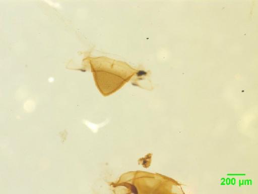 Tachyporinae MacLeay, W. S., 1825 - 010188801___7