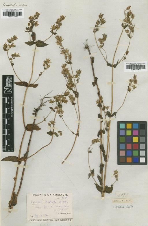 Swertia cordata var. laxa Griseb. - BM001014601