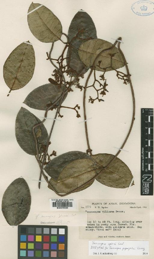 Toxocarpus spirei Costantin - BM000793230