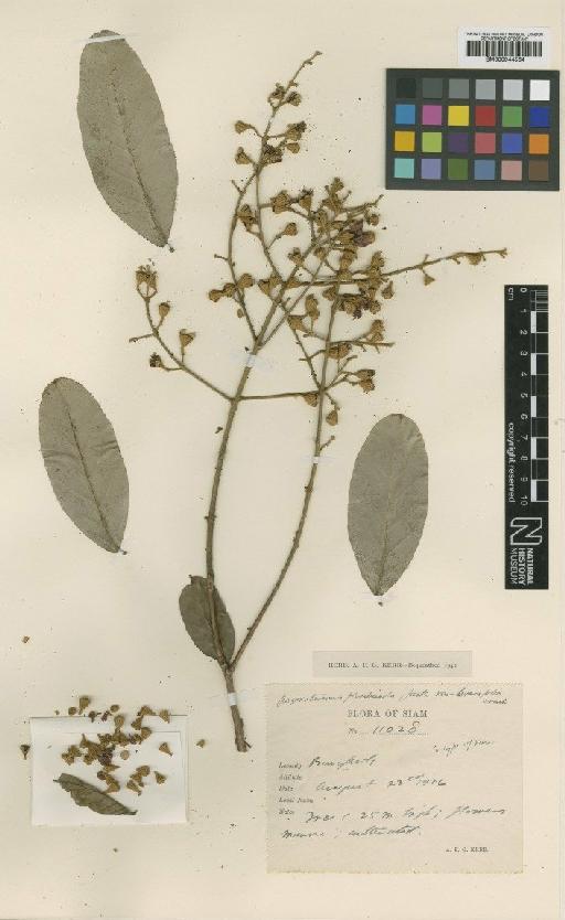 Lagerstroemia floribunda var. brevifolia Craib - BM000944564