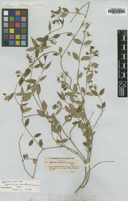 Cyprinia gracilis (Boiss.) Browicz - BM001014107