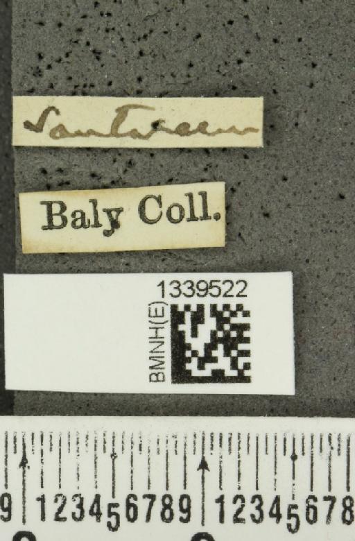 Aristobrotica paraensis (Baly, 1886) - BMNHE_1339522_label_23262