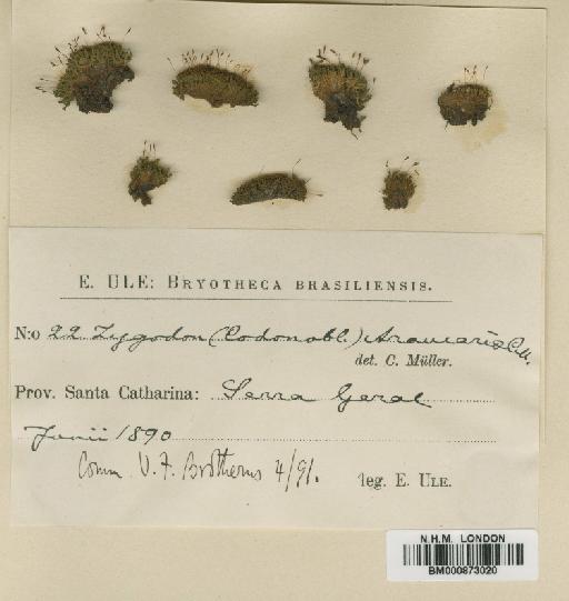 Bryomaltaea obtusifolia (Hook.) Goffinet - BM000873020