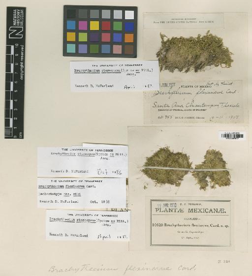 Brachythecium stereopoma (Spruce ex Mitt.) A.Jaeger - BM000964517_a