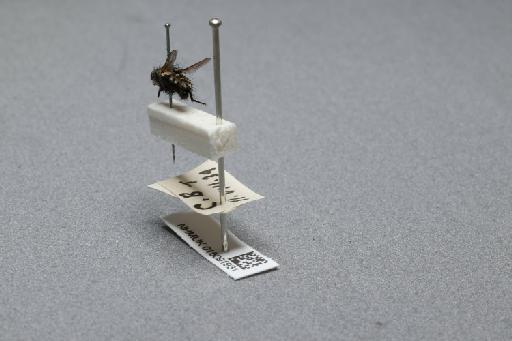 Sarcophaga (Myorhina) nigriventris Meigen, 1826 - 015091931_additional_2