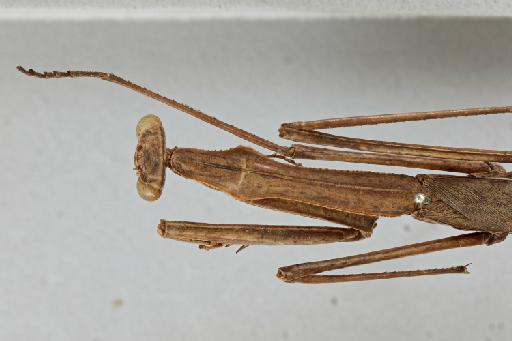 Deiphobe indica Giglio-Tos, 1916 - 012505609_Deiphobe indica_HT_pronotum