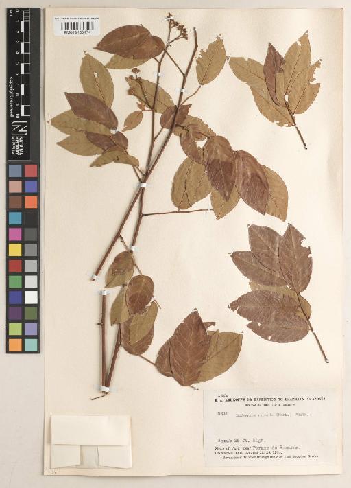 Dalbergia riparia Benth. - BM013406474