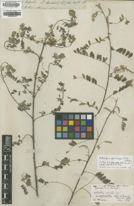 Indigofera heterantha Wall. ex Brandis - BM000997236