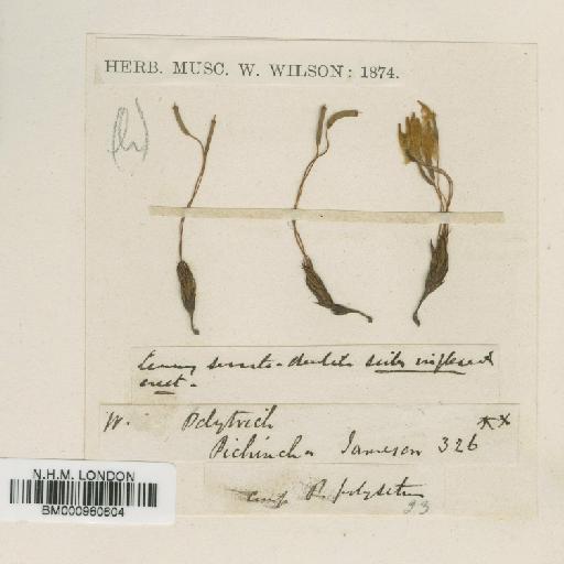 Pogonatum oligodus (Kunze ex Müll.Hal.) Mitt. - BM000960604