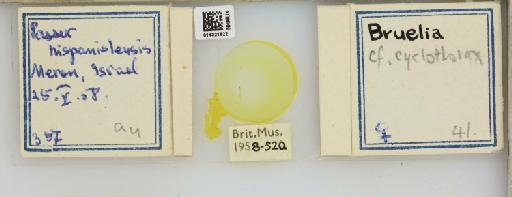 Brueelia cyclothorax Burmeister, 1838 - 014321822__