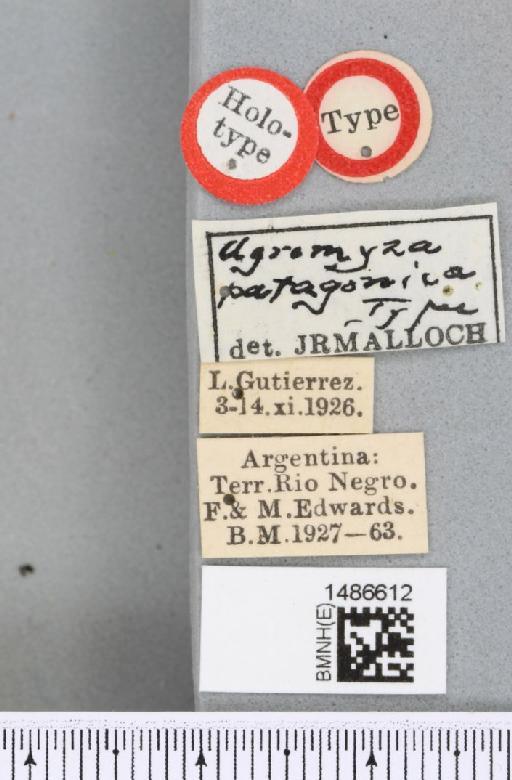 Liriomyza patagonica Malloch, 1934 - BMNHE_1486612_label_50742