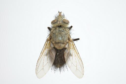 Vibrissomyia lineolata (Bigot, 1888) - Vibrissomyia lineolata HT dorsal