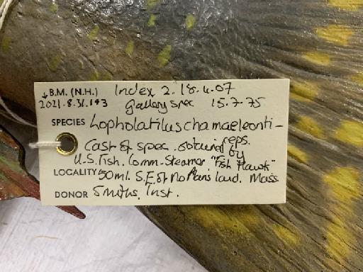 Lopholatilus chamaeleonticeps Goode & Bean, 1879 - BMNH 2021.8.31.143, Lopholatilus chamaeleonticeps, label