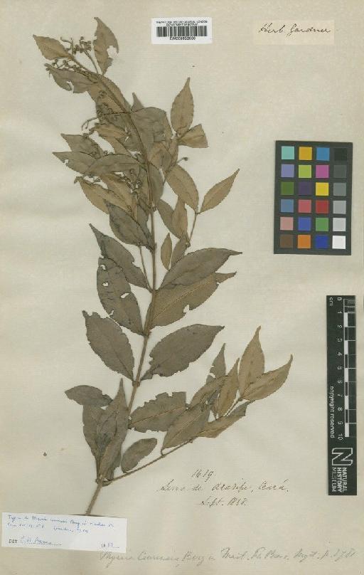 Myrcia ciarensis O.Berg - BM000953630