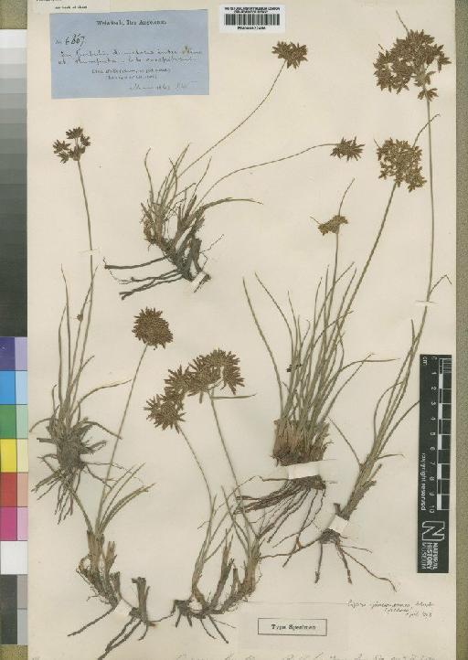 Cyperus denudatus L.f. - BM000922456