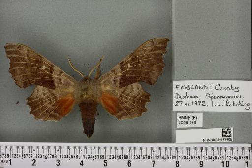 Laothoe populi populi (Linnaeus, 1758) - NHMUK_010474605_526428