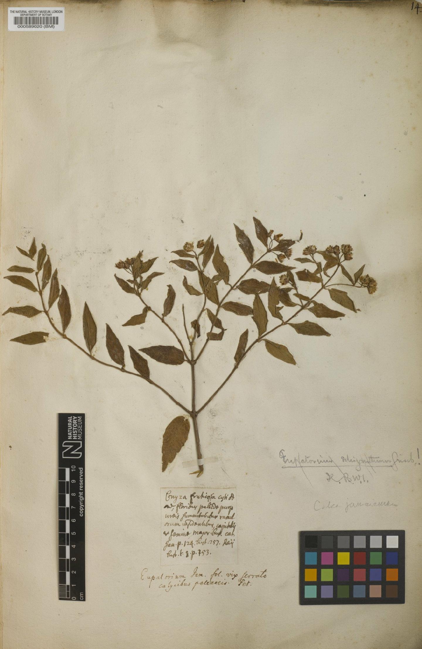 To NHMUK collection (Santolina jamaicensis L.; NHMUK:ecatalogue:4707144)