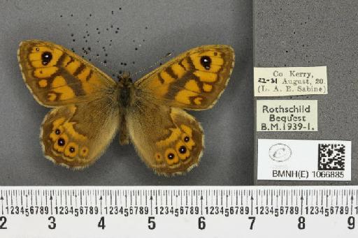 Lasiommata megera ab. quadriocellata Oberthür, 1909 - BMNHE_1066885_28620