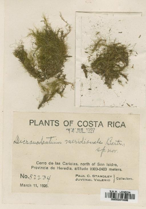 Dicranodontium meridionale Bartram - BM000879888