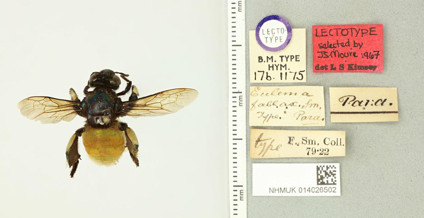 Eufriesea fallax