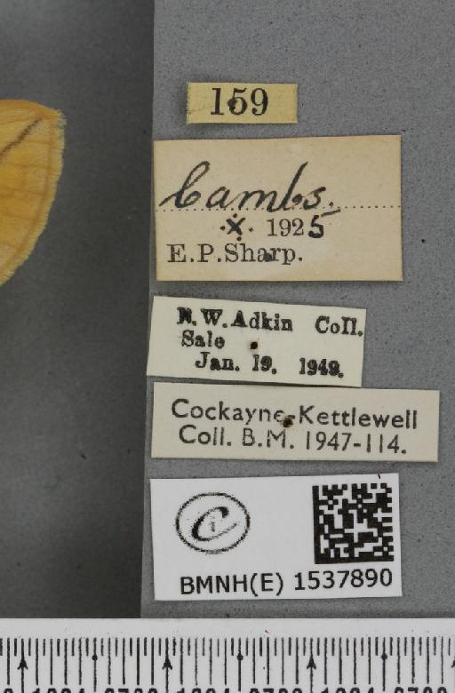 Euthrix potatoria ab. inversa Caradja, 1895 - BMNHE_1537890_label_198070