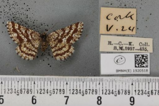 Ematurga atomaria (Linnaeus, 1758) - BMNHE_1920518_486392