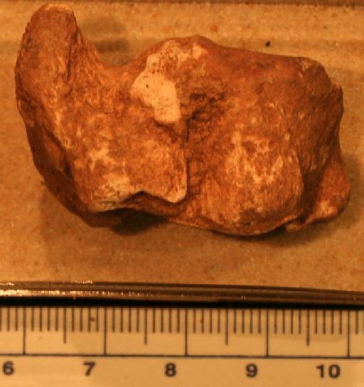 Dama Frisch, 1775 - M92610_3 Dama Mugharet el-Wad Postcranial element