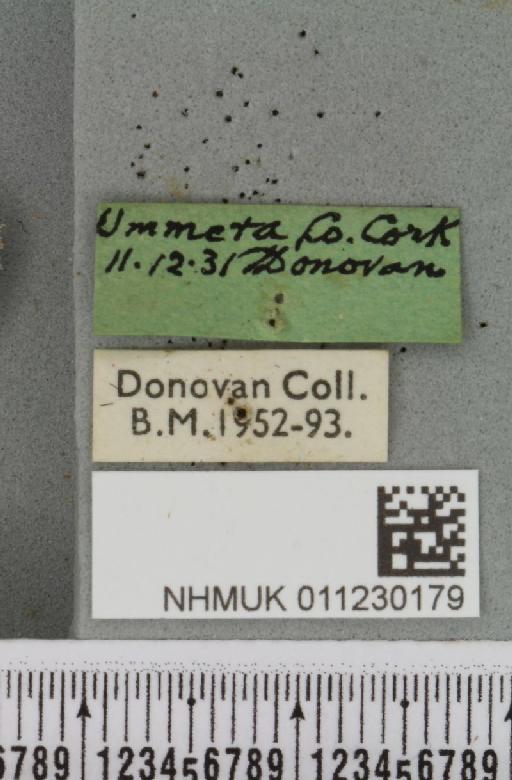 Lithophane ornitopus lactipennis (Dadd, 1911) - NHMUK_011230179_label_632422