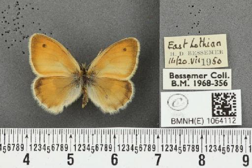 Coenonympha pamphilus ab. partimtransformis Leeds, 1950 - BMNHE_1064112_25276