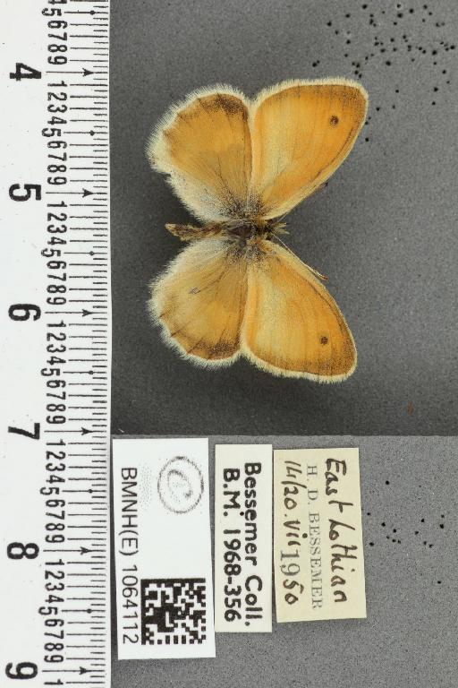 Coenonympha pamphilus ab. partimtransformis Leeds, 1950 - BMNHE_1064112_25276