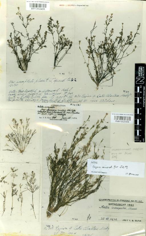 Nitella inaequalis J.Groves - BM013828434