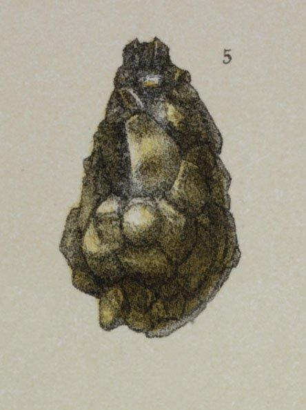 Reophax difflugiformis Brady, 1879 - ZF2269_30_5_Lagenammina_arenulata.jpg