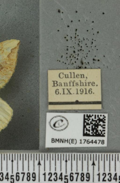 Eulithis populata (Linnaeus, 1758) - BMNHE_1764478_label_344391