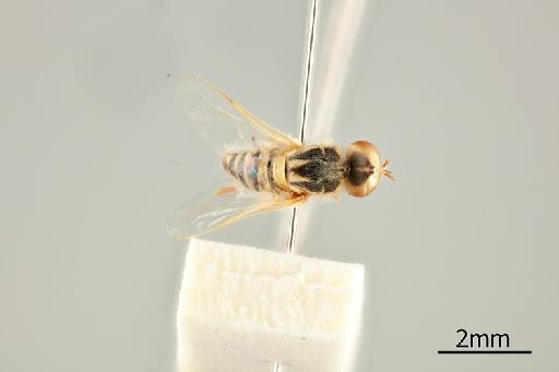 Heterotropus bisglaucus Bezzi, 1925 - 010628981_Heterotropus_bisglaucus_Dorsal_habitus_Nontype