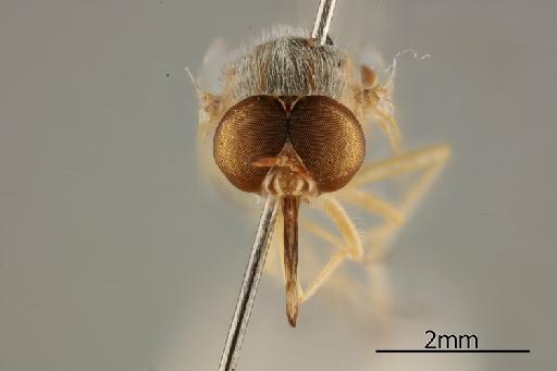 Heterotropus aegyptiacus Paramonov, 1929 - 010628987_Heterotropus_aegyptiacus_Anterior_Head_Nontype