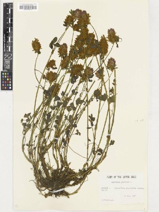 Trifolium pratense L. - BM001036727