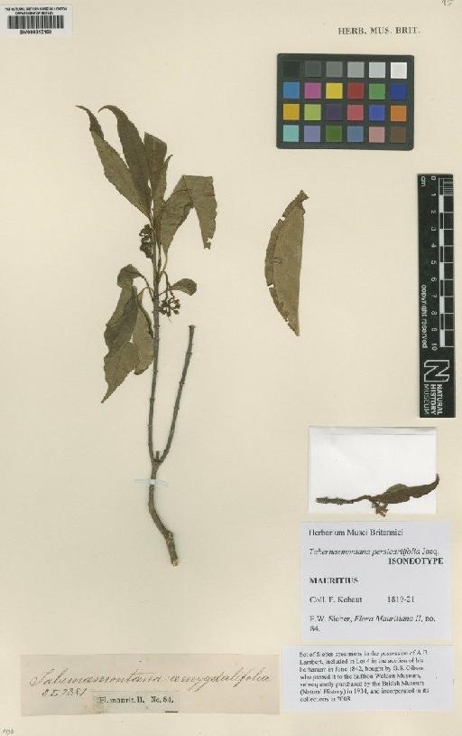 Tabernaemontana persicariifolia Jacq. - BM000815180