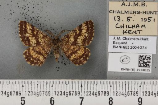 Ematurga atomaria (Linnaeus, 1758) - BMNHE_1914825_487138