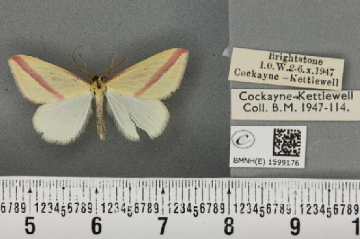 Rhodometra sacraria (Linnaeus, 1767) - BMNHE_1599176_299559