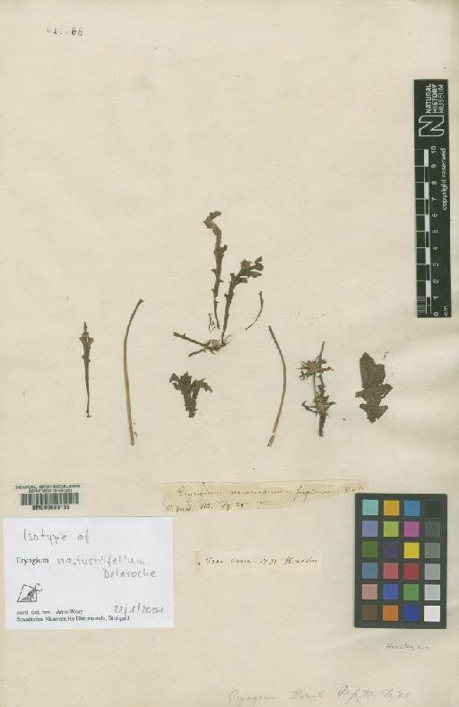 Eryngium nasturtiifolium Ant.Juss. ex F.Delaroche - BM000603133