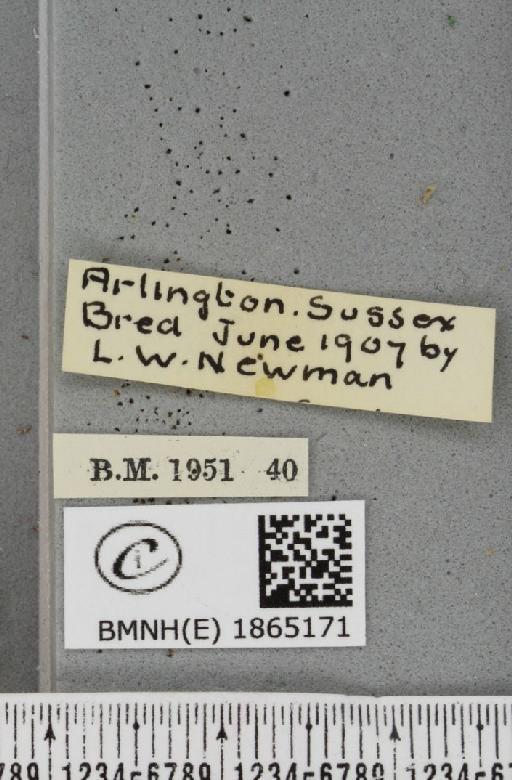 Angerona prunaria ab. nigrilineata Cockayne, 1952 - BMNHE_1865171_label_430851