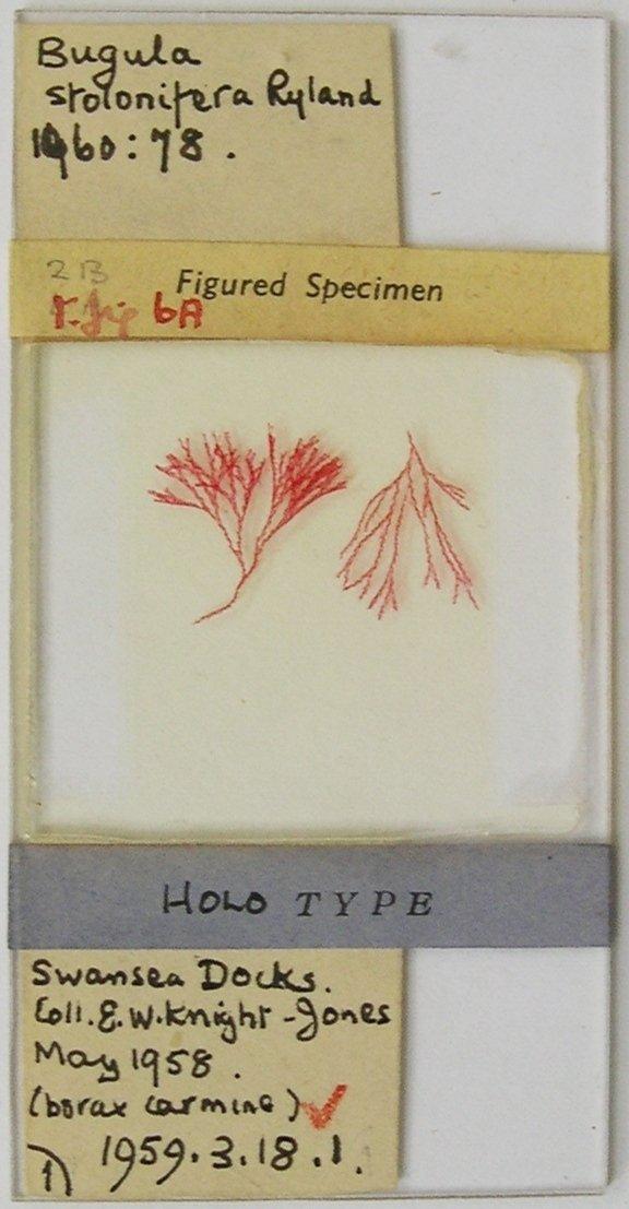 To NHMUK collection (Bugula stolonifera Ryland, 1960; HOLOTYPE; NHMUK:ecatalogue:558700)