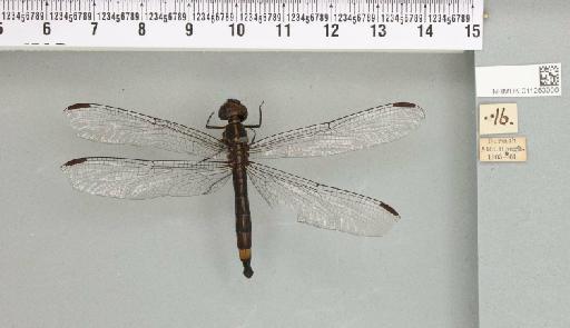 Agrionoptera sexlineata Selys, 1879 - 011253000_93068_1252883_2