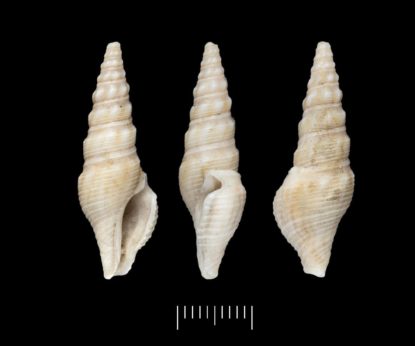 To NHMUK collection (Drillia suturalis Gray, 1838; HOLOTYPE; NHMUK:ecatalogue:7837885)