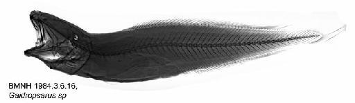 Gaidropsarus sp - BMNH 1984.3.6.16, Gaidropsarus sp, Radiograph