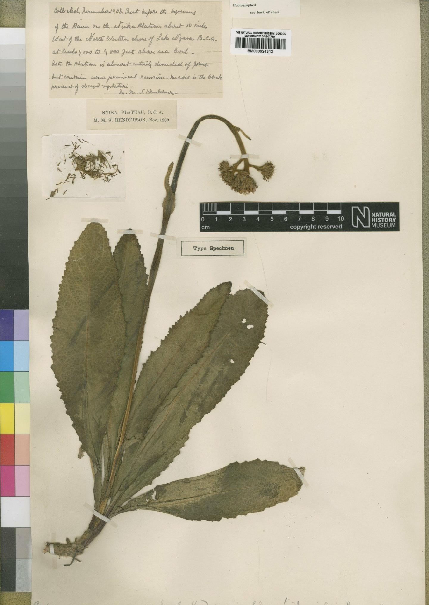 To NHMUK collection (Inula hendersoniae Moore; Type; NHMUK:ecatalogue:4529341)