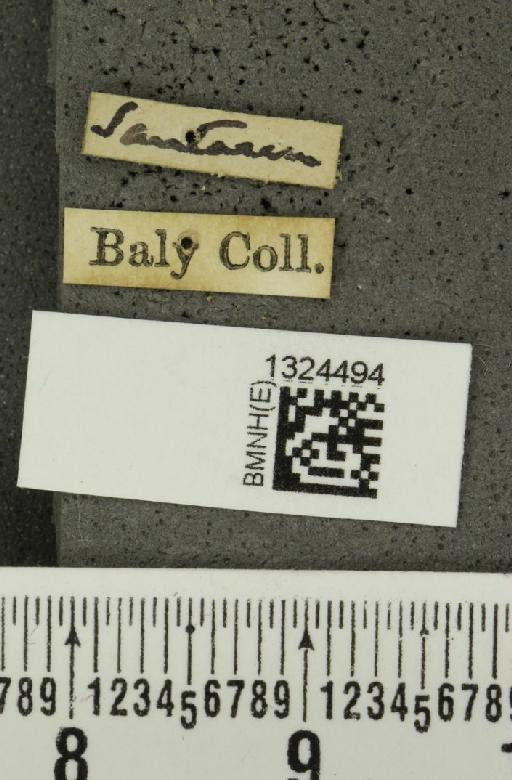 Acalymma mediovittatum (Baly, 1886) - BMNHE_1324494_label_20856